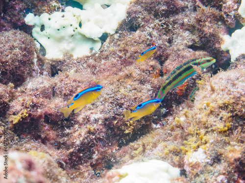 美しいミヤコキセンスズメダイ（スズメダイ科）の幼魚の小群。日本国静岡県伊豆半島賀茂郡南伊豆町中木から渡し船で渡るヒリゾ浜にて。 