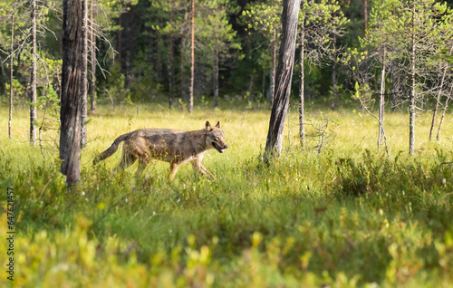 Alpha Wolf in the low afternoon sunlight