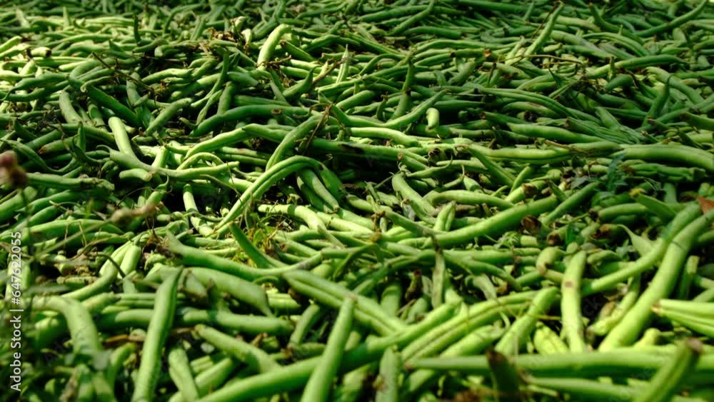 Layer of dumped low quality green beans refusals while moving camera above pile. Layer of dumped low quality green beans refusals while moving camera above pile.