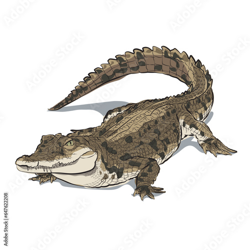 A huge crocodile lying relaxing on the floor