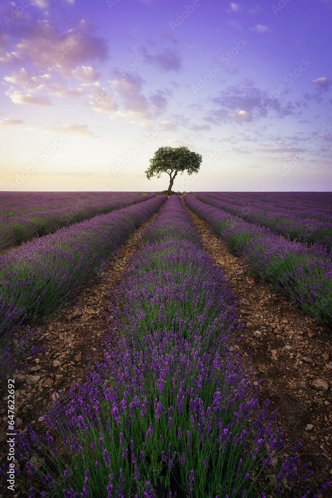Fototapeta premium LAVENDER FIELDS
