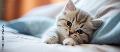 Adorable baby cat resting on the bed