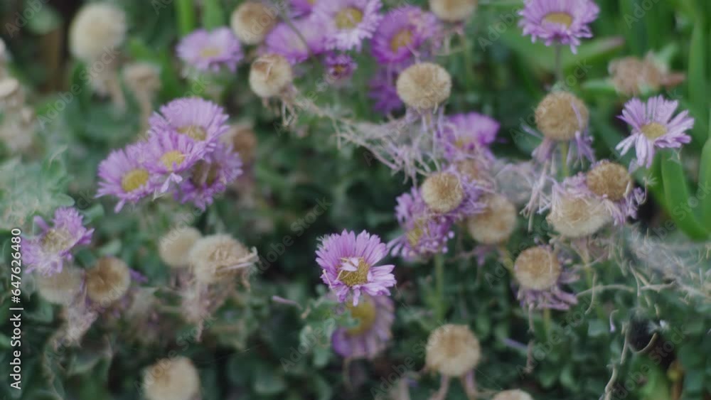 Close up of wild pink flowers Close up of wild pink flowers