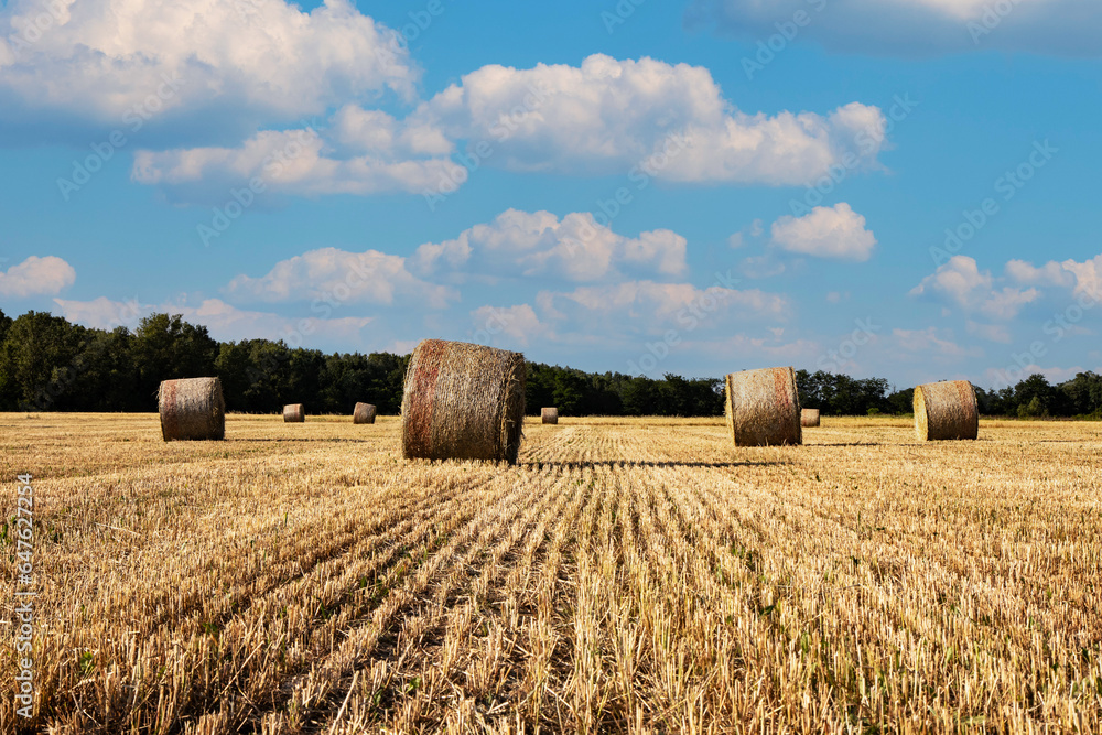 Agriculture, wheat field with straw bales
