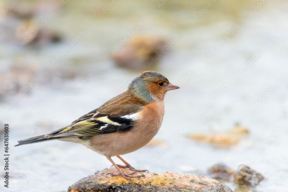 Small birds in the wild photographed from a hide on a morning Small birds in the wild photographed from a hide on a morning