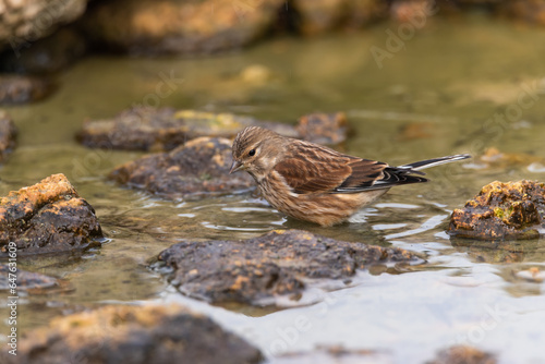 Small birds in the wild photographed from a hide on a morning