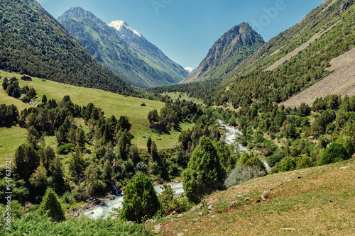trees in the mountains