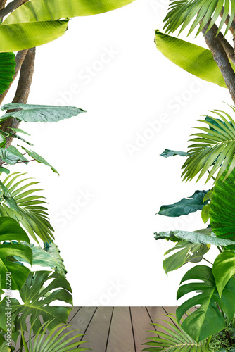 tropical tree plant frame isolated