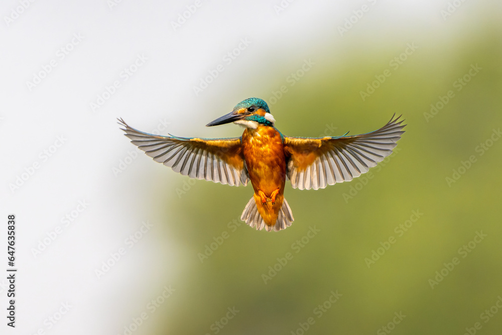 Common kingfisher hovering 