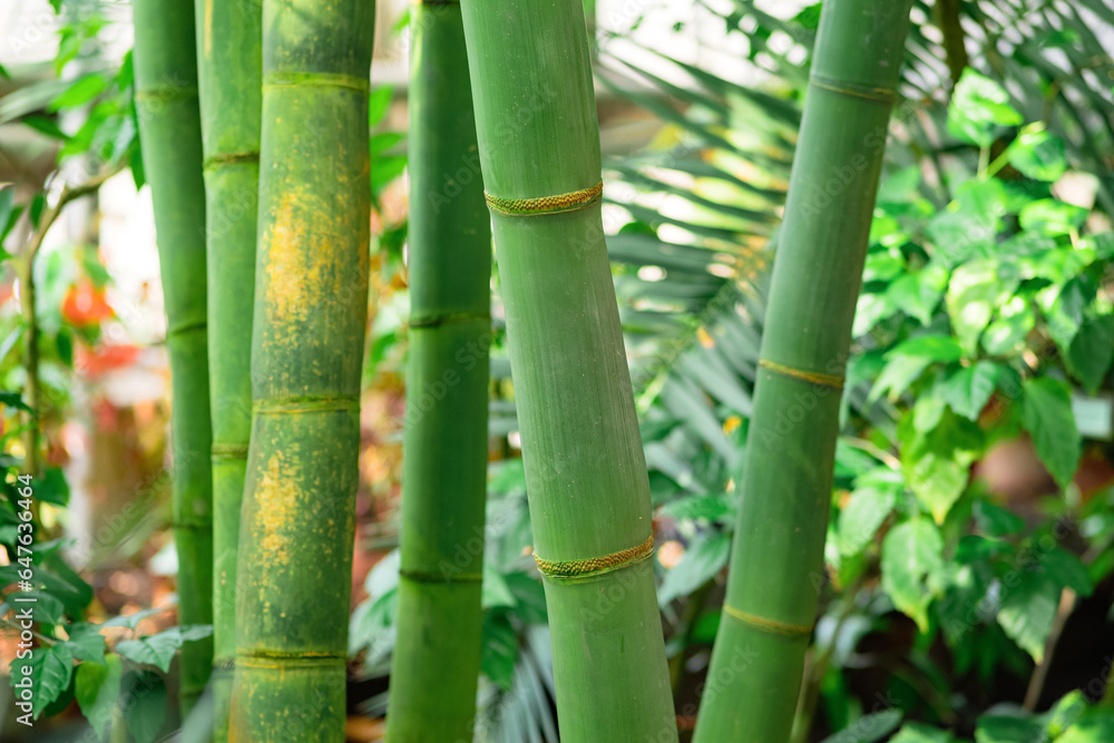 Obraz premium stems of growing bamboo close-up on the blurred natural background