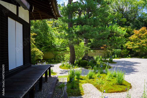 京都　廬山寺（ろざんじ）の源氏庭　桔梗の花　 © Route16