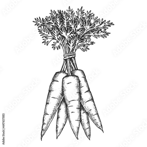 Bunch of carrot with fronds. Vector sketch illustration of farm or garden vegetable. Hand drawn clipart of edible plant for vegetarian nutrition or vegan vitamin salad. Meal and cook, harvest theme