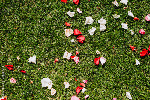 Petals of multi-colored roses lie on green grass outdoors at the ceremony. Wedding photography, nature.