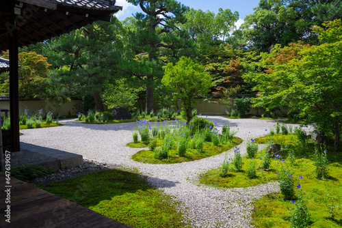 京都　廬山寺（ろざんじ）の源氏庭　桔梗の花 © Route16