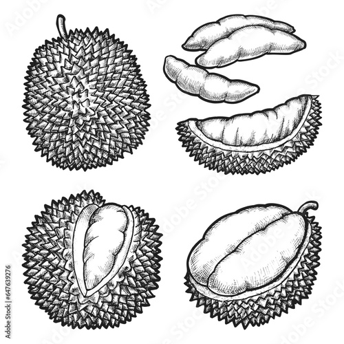 Set of isolated sketch of durian fruit. Vector