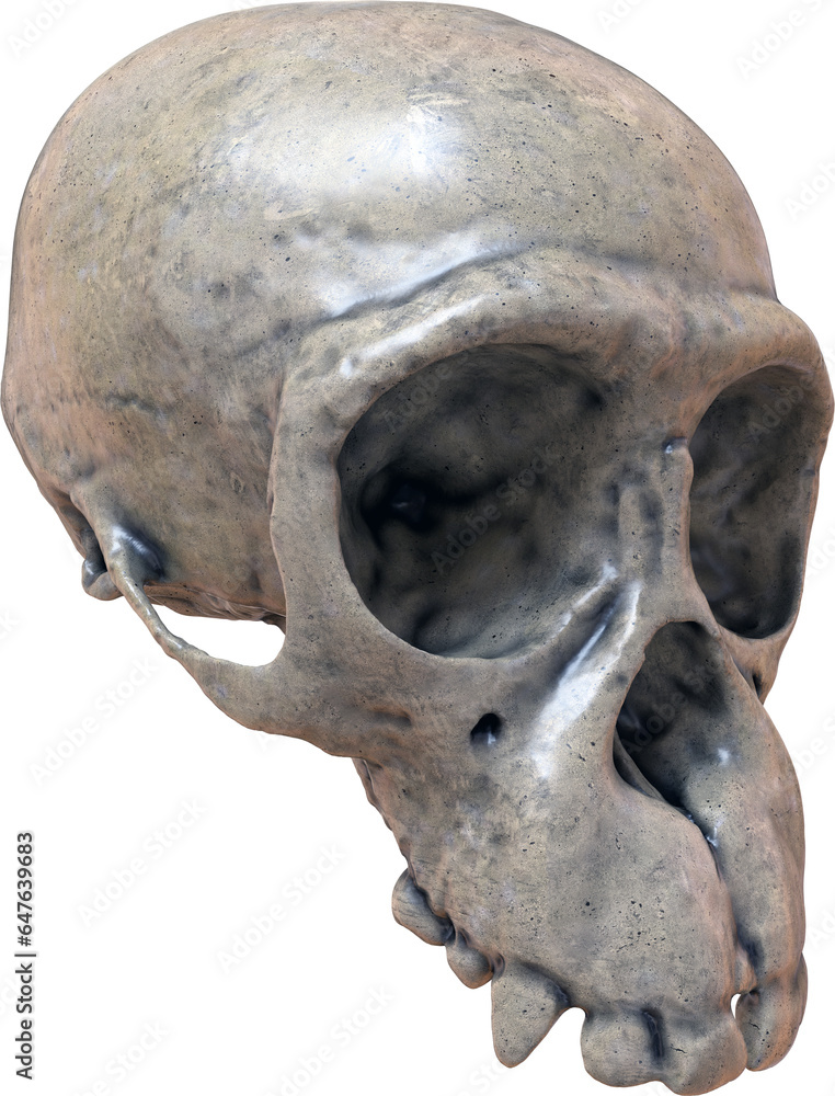 Skull Isolated on a Transparent Background Skull Isolated on a Transparent Background