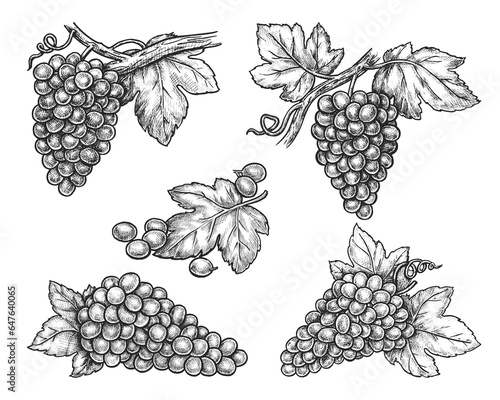 Set of isolated grape bunch, berry. Vector sketch