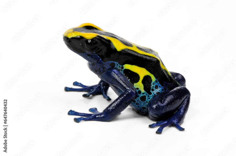 Färberfrosch // Dyeing poison dart frog (Dendrobates tinctorius) - Französisch-Guyana // French Guiana