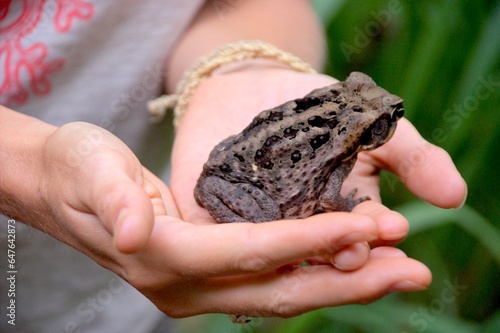 Common coqui - Eleutherodactylus coqui Frog photo