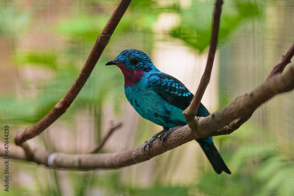 Spangled Cotinga, Cotinga cayana, detail portrait of exotic rare tropical bird in the nature habitat, dark green forest, Amazon, Brazil. Wildlife scene from jungle.