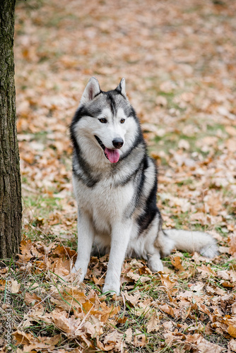 Vertical portrait of a Husky in the autumn forest. The dog is sitting with his tongue hanging out