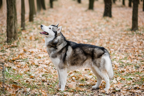 Husky runs in the autumn forest among the trees. The dog stuck out its tongue  outdoor training
