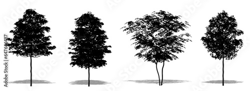 Set or collection of Field Maple trees as a black silhouette on white background. Concept or conceptual vector for nature, planet, ecology and conservation, strength, endurance and  beauty photo