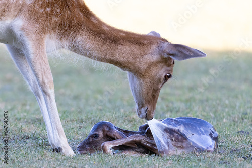 Deer birth, mother and calf in amniotic sac, dama dama