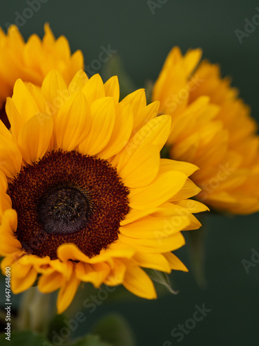 Bouquet of sunflowers close up on a dark green background