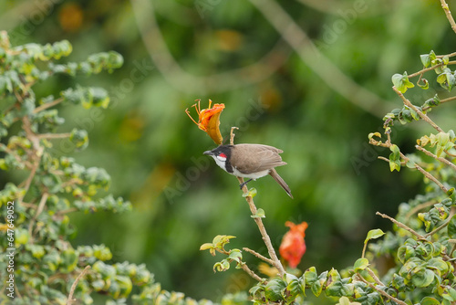 Red Whiskered Bulbul bird isolated perching on branch with red orange flower