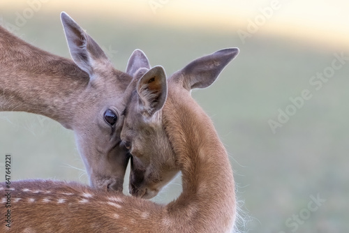 Two deer in deep love, Dama dama
