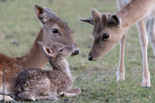 Small deer family, mother, father, newborn calf, dama dama