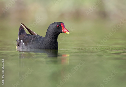Portrait of a common moorhen (Gallinula chloropus), waterhen or swamp chicken swimming in a stunning green pond. Colorful waterbird with vibrant red eye and beak in natural environment. Seville, Spain