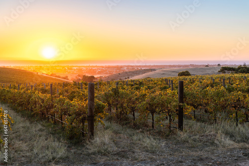 Vineyards in McLaren Vale at sunset  Fleurieu Peninsula  South Australia.