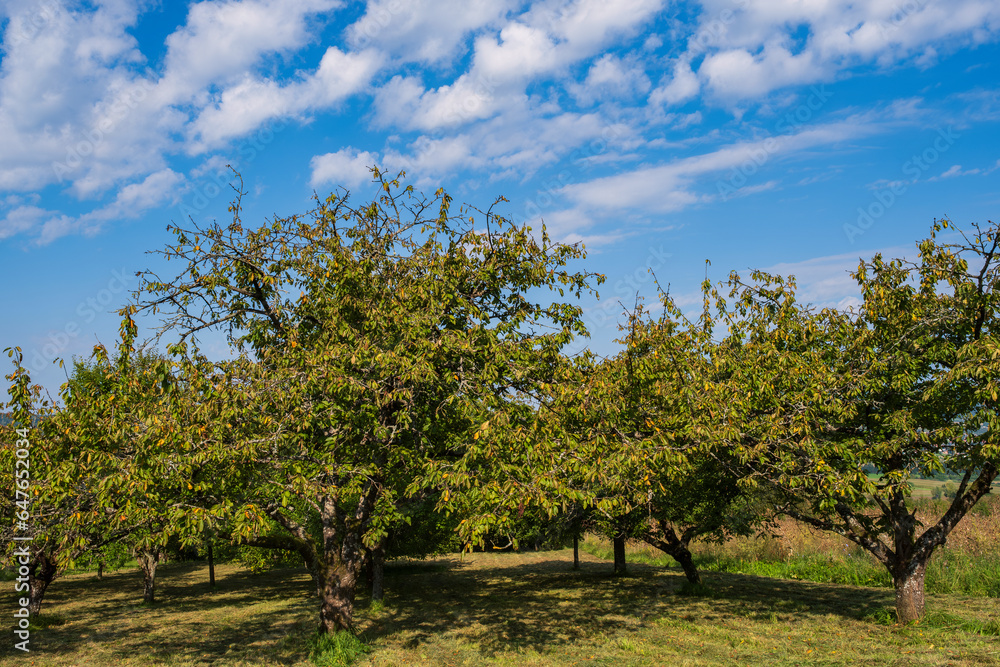 Fruit trees on the way up to Ehrenbürg, also called Walberla, near Kirchehrenbach/Germany in Franconian Switzerland