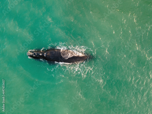 Aerial view of southern right whale (Eubalaena australis) off Struisbaai about four kilometres from Cape Agulhas, the southernmost point of the African continent, Western Cape, South Africa. photo