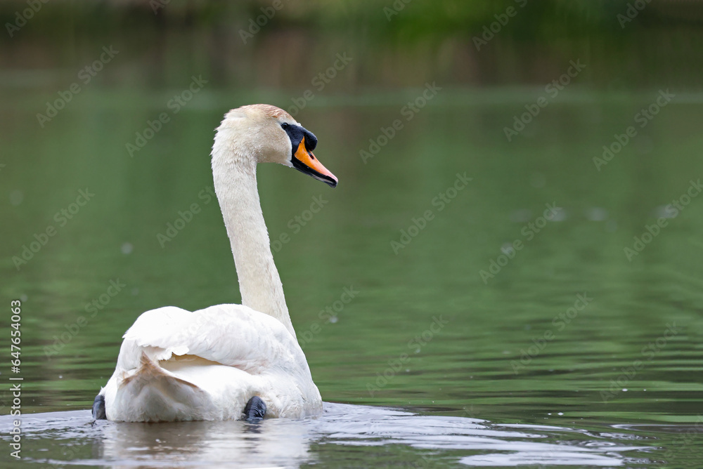 Portrait of a beautiful mute swan (Cygnus olor) swimming on a pond. Common white swan floating and relaxing in the river. Nature background image of an elegant waterbird. Spain.