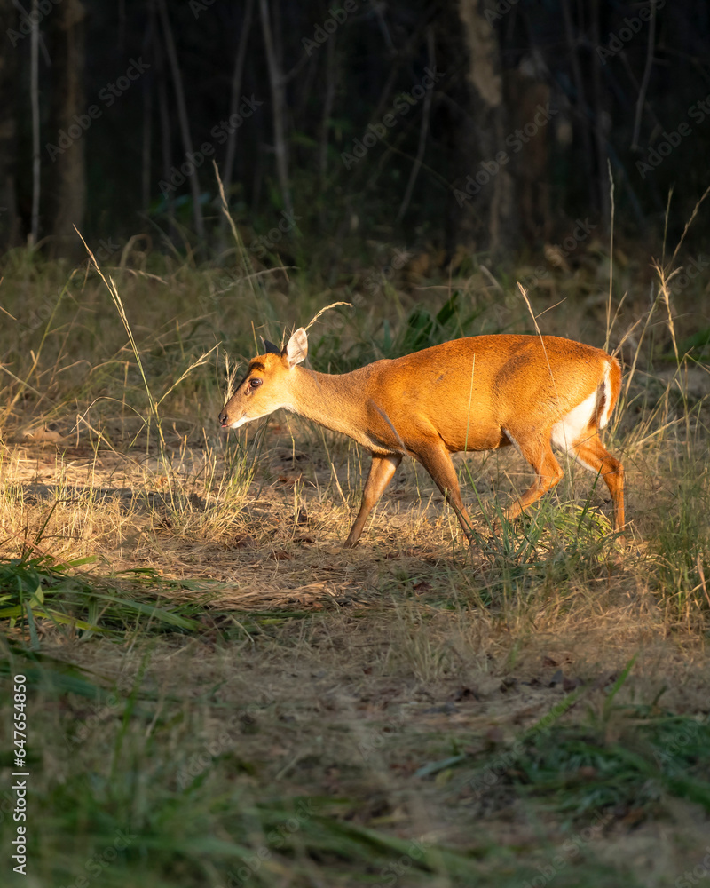side profile of barking deer muntjac or Indian muntjac or red muntjac or Muntiacus muntjak an antler in winter season evening light on face and body in forest safari at bandhavgarh national park india