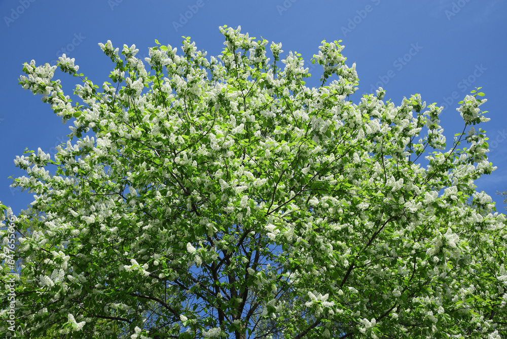 Bird cherry blossoms in spring in sunny weather against a blue sky. Bird cherry blossoms in spring in sunny weather against a blue sky.
