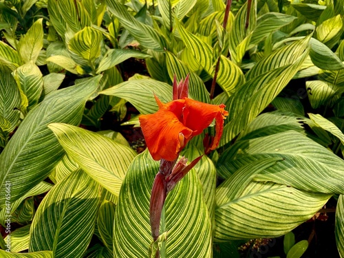 Canna ‘Yellow King Humbert’ or Canna Lily in the garden. Cannas are also used in agriculture as a rich source of starch for human and animal consumption photo