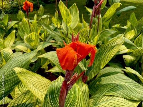 Canna ‘Yellow King Humbert’ or Canna Lily in the garden. Cannas are also used in agriculture as a rich source of starch for human and animal consumption photo