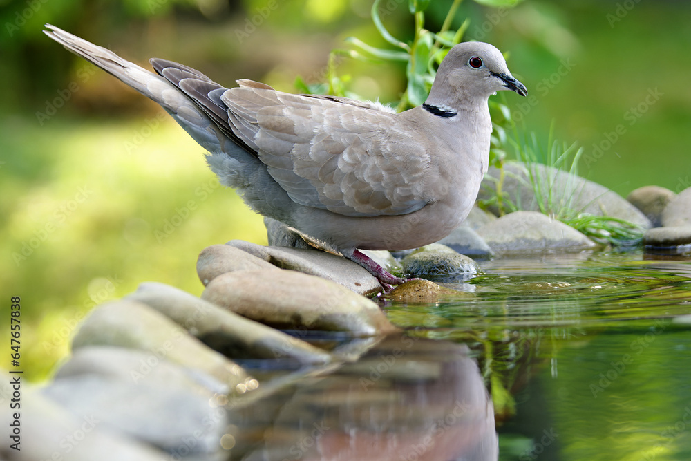 Collared-Dove , Streptopelia decaocto stands on the stones at the bird's water hole. Czechia. Collared-Dove , Streptopelia decaocto stands on the stones at the bird's water hole. Czechia.