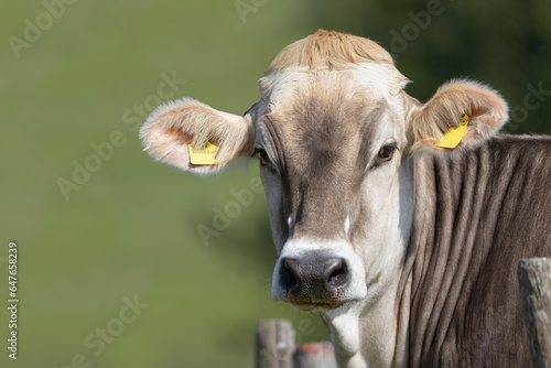 Portrait of a young cow, heifer, Swiss brown