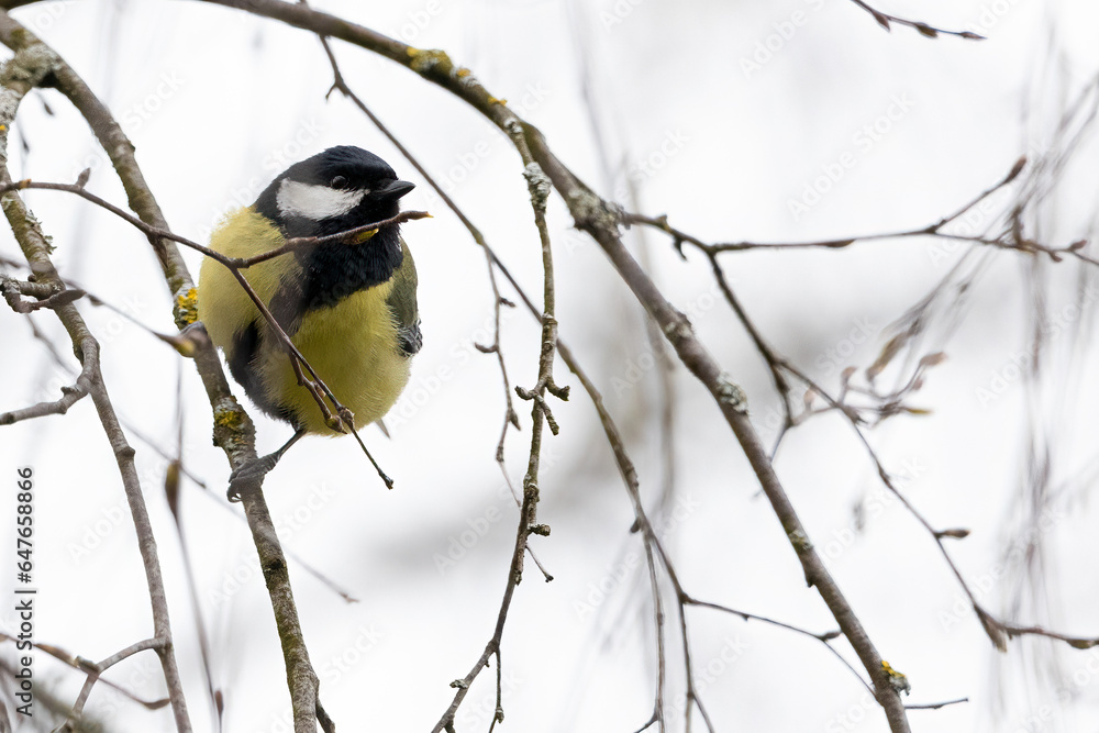 Fototapeta premium Bird, great tit, sitting on thin branches in winter, Parus major
