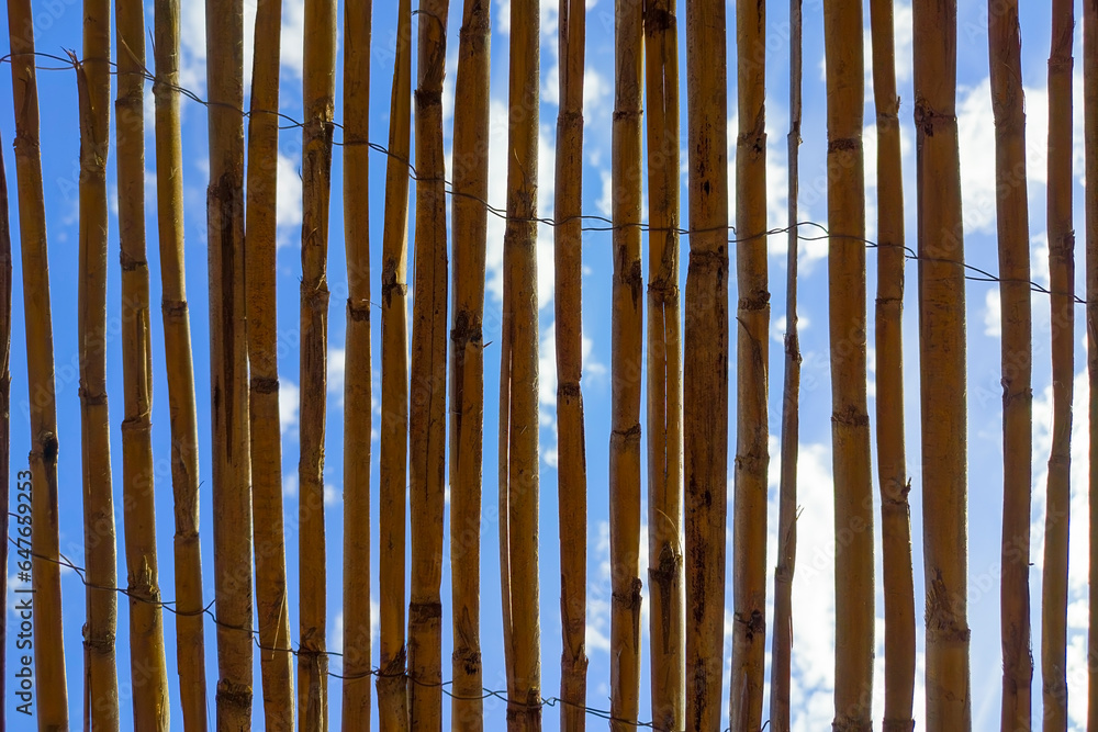 Plot of a series of dry reeds in the shade lined up in parallel where parts of a blue summer sky are seen in the background - obrazy, fototapety, plakaty 