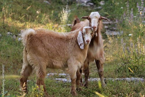 two goats on a meadow