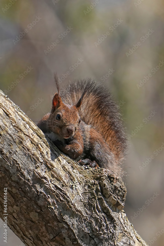 Obraz premium エゾリス