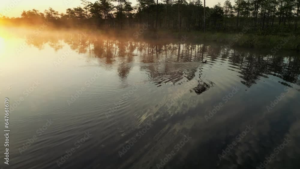 Wild bird takes off from the bog lake on a foggy summer morning. Sunrise, swamp Wild bird takes off from the bog lake on a foggy summer morning. Sunrise, swamp