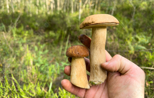 Edible Boletus mushroom in a man's hand. Porcini Cep (White mushrooms) fungal mycelium in wildlife. Mushrooming season at forest. Pine bolete in at woodland. Single bolete mushroom. .
