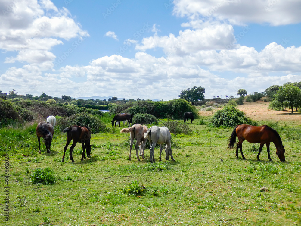 Purebred Spanish horses, mares and their foals grazing in the Extremadura pasture. Purebred Spanish horses, mares and their foals grazing in the Extremadura pasture.